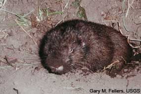 Immature Mountain Beaver