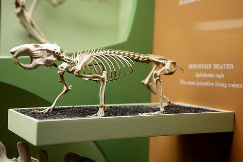 Mountain Beaver Skeleton