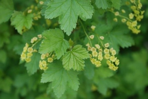 Garden-currant-flower