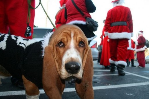 A Dog at Portland Santacon, December 5, 2009