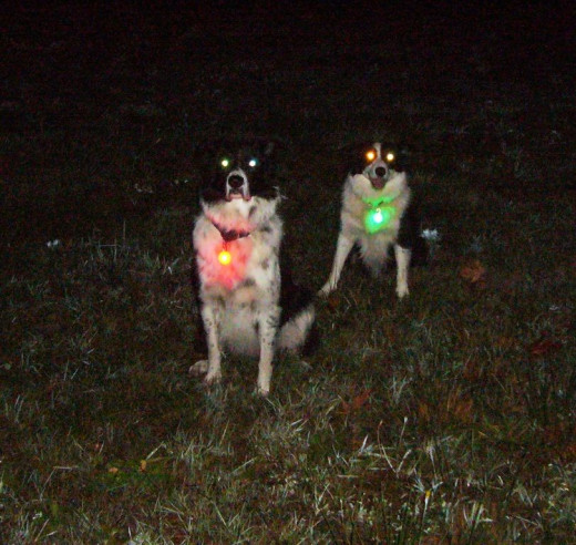 Nite Ize Spotlit LED Dog Collar tag