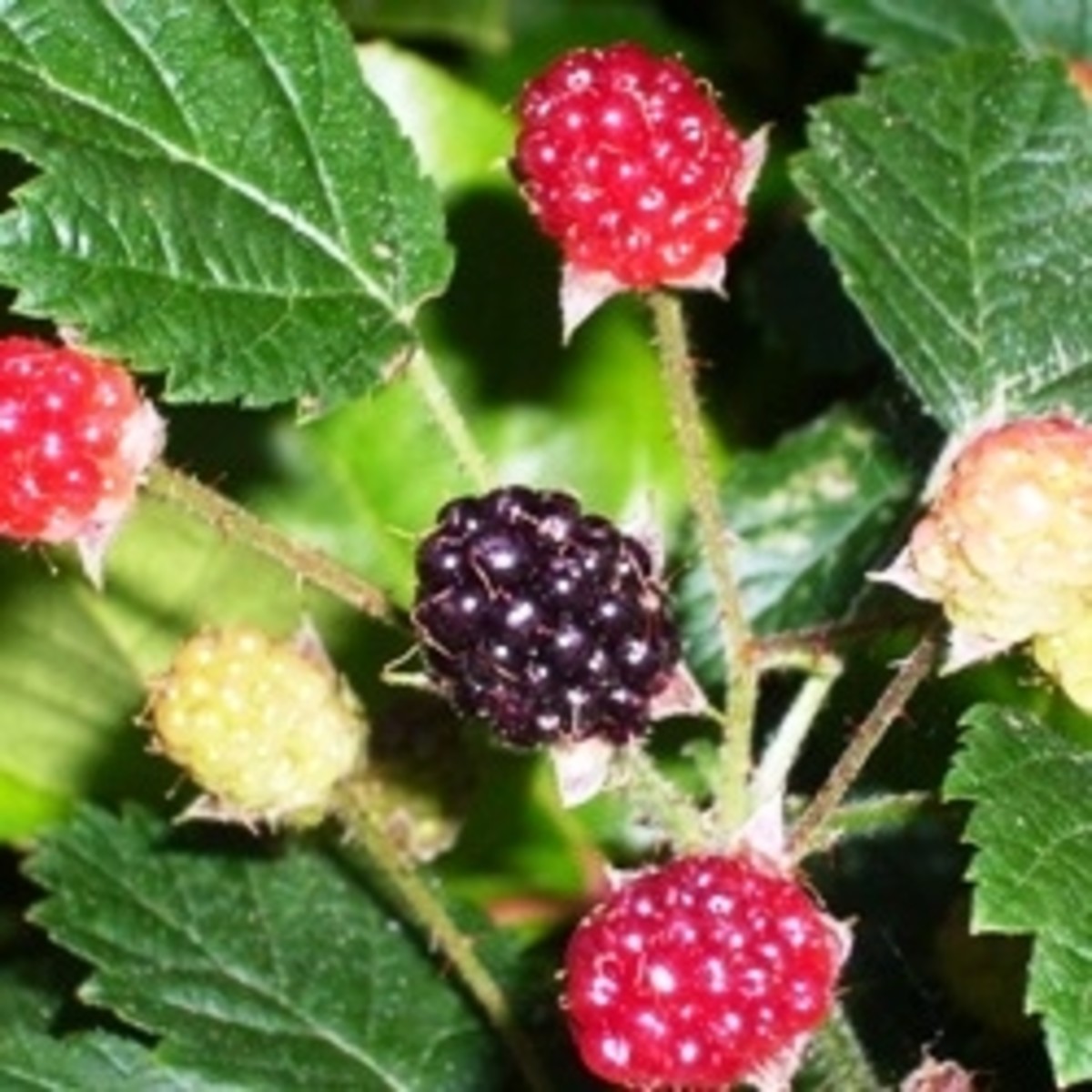 Edible Wild Berries | HubPages