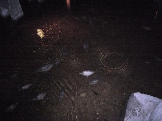 Fish in the Water at the Basilica Cisterns