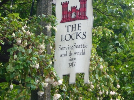 A banner in the midst of more flowering shrubs