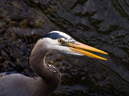 Great Blue Heron at the Locks