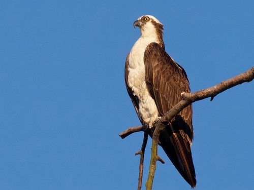 Osprey at Ballard Locks