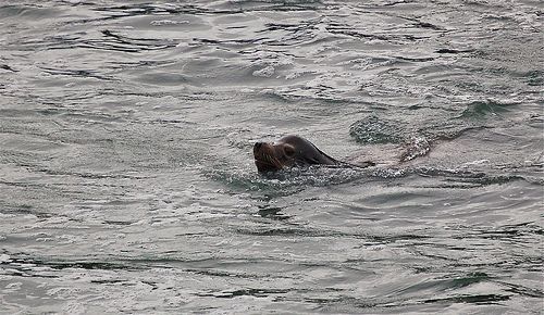 Sea lion at the Ballard Locks