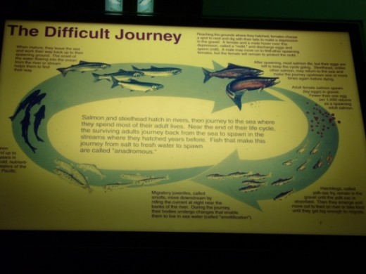 Sign explaining the life cycle of the Pacific Salmon