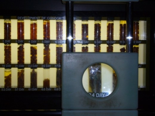 A display showing the development stages of salmon eggs