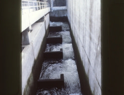 The fish ladder from above