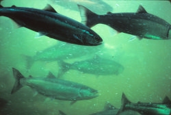 Fish viewed from the underwater viewing area of the fish ladder