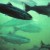 Fish viewed from the underwater viewing area of the fish ladder