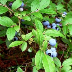 Growing Your Own Blueberries