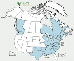 Blueberry Distribution Map USDA Plant Database