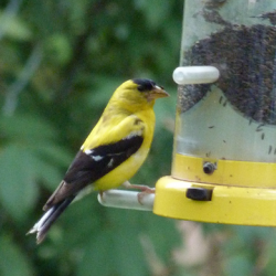 Male American goldfinch at thistle feeder