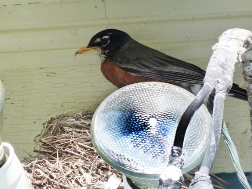 Robin nesting