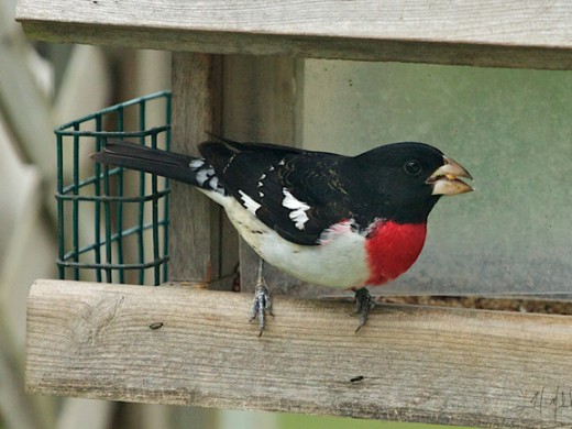 Rose-breasted grosbeak