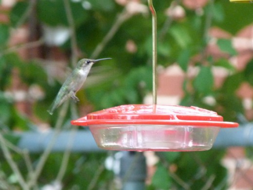 Female Ruby Throated Hummingbird