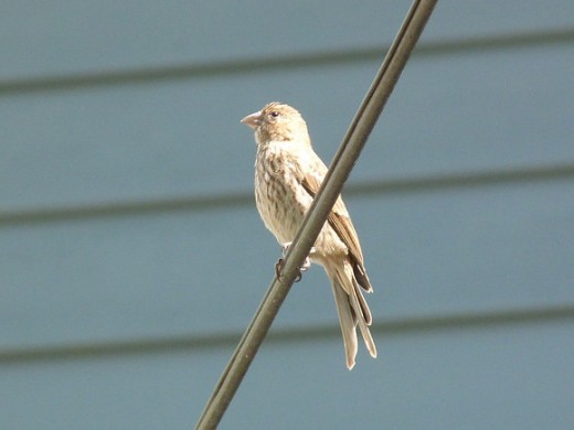 Female house finch