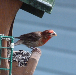 Male House Finch