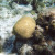 Brain coral at Hol Chan Marine Reserve