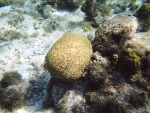 Brain coral at Hol Chan Marine Reserve