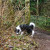So many great smells for dogs to check out along the way.