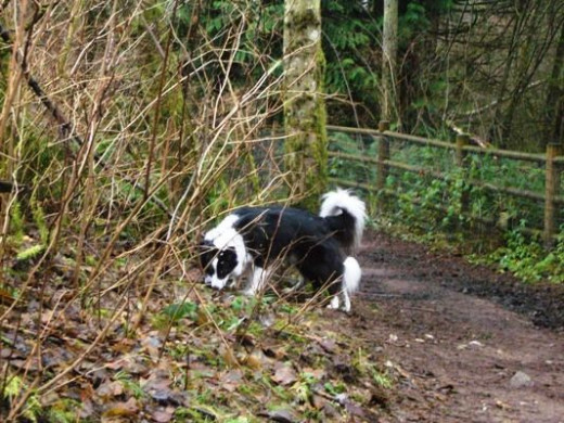 So many great smells for dogs to check out along the way.