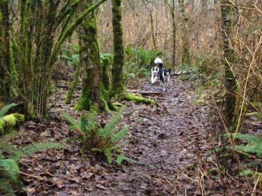 My dogs, Tim and Hank enjoying running through the many interconnected trails.
