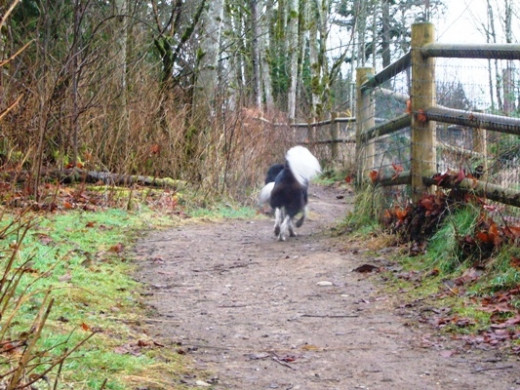 Checking out the perimeter trails along the fence lines.