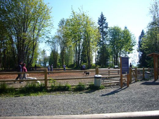 Willis Tucker Dog Park Meadow Area