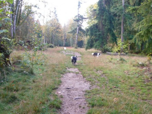 Tim and Skye running the trail along an edge of the meadow area
