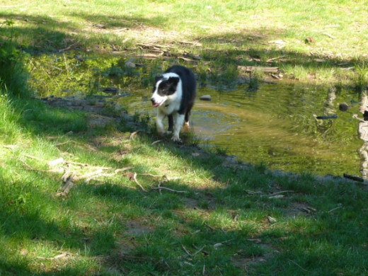 There can be some large puddles in some areas after a day or two of rainy weather.  Be prepared to bring towels or avoid those areas to keep dogs dry