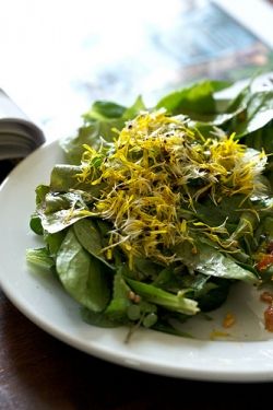 Dandelion leaf salad