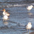Ring-billed gulls and female Red-Breasted Merganser Ring-billed gulls and female Red-Breasted Merganser