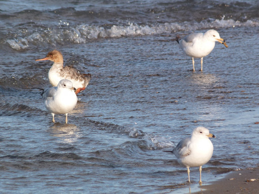 Ring-billed gulls and female Red-Breasted Merganser Ring-billed gulls and female Red-Breasted Merganser