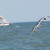Bonaparte's Gulls Bonaparte's Gulls
