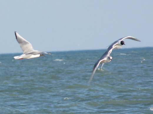 Bonaparte's Gulls Bonaparte's Gulls