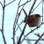 Marsh Wren (not in great focus, but a fun find) Marsh Wren (not in great focus, but a fun find)