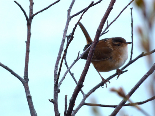 Marsh Wren (not in great focus, but a fun find) Marsh Wren (not in great focus, but a fun find)