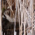 Raccoon looking for food in the marsh Raccoon looking for food in the marsh