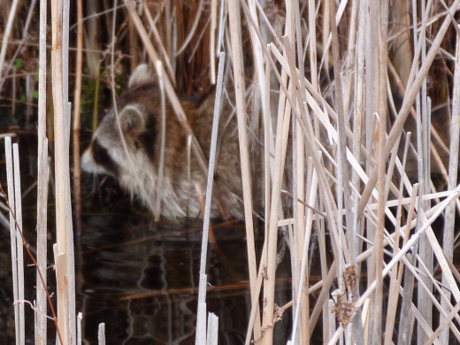 Raccoon looking for food in the marsh Raccoon looking for food in the marsh
