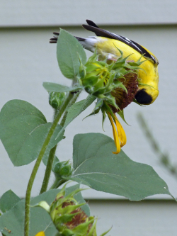 American Goldfinch on giant sunflower American Goldfinch on giant sunflower
