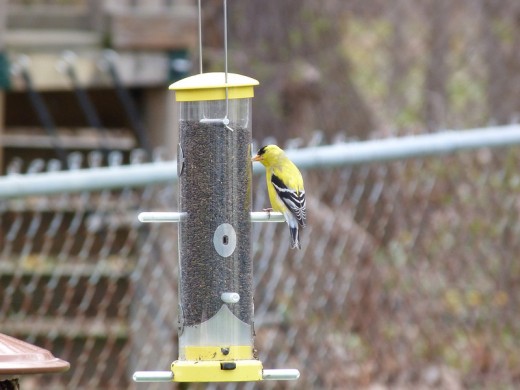 Male Goldfinch at feeder in our backyard. Photo is my own. Male Goldfinch at feeder in our backyard. Photo is my own.