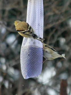 Winter coloration for American Goldfinches Winter coloration for American Goldfinches