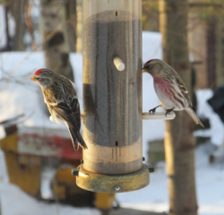 Redpolls Redpolls