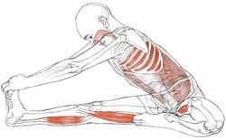 Yoga Anatomy Leslie Kaminoff