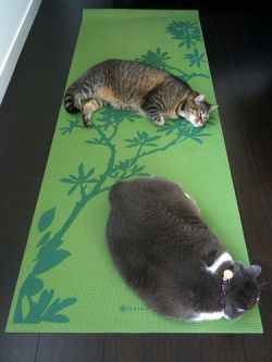 Cats and yoga mat