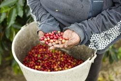 Kona Coffee Berries