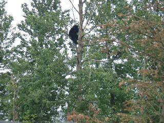 I saw this bear climbing a tree at a stop on the bus tour.